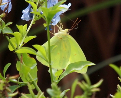 [A yellow butterfly with a few faint brown dots hangs from light-blue flowers. Its tongue is long and curved from its mouth to the center of the flower which contrasts the long straight antennae protruding from the butterflies head.]